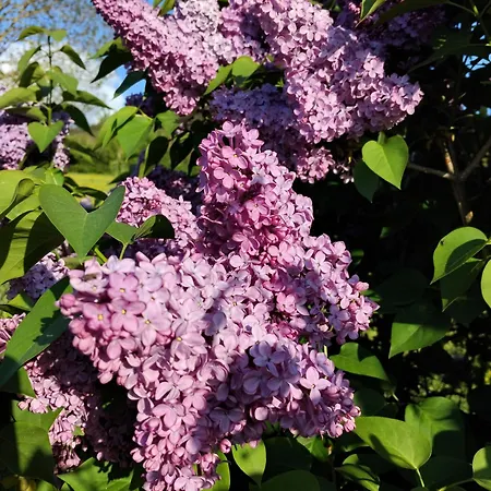 Casa de Férias Du Bachat Vorey